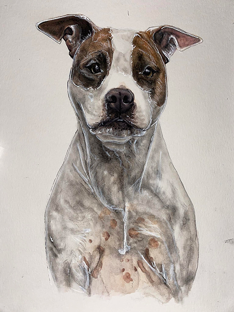 Dog Portrait